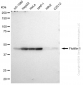 KD-Validated Anti-Flotillin 1 Rabbit Monoclonal Antibody